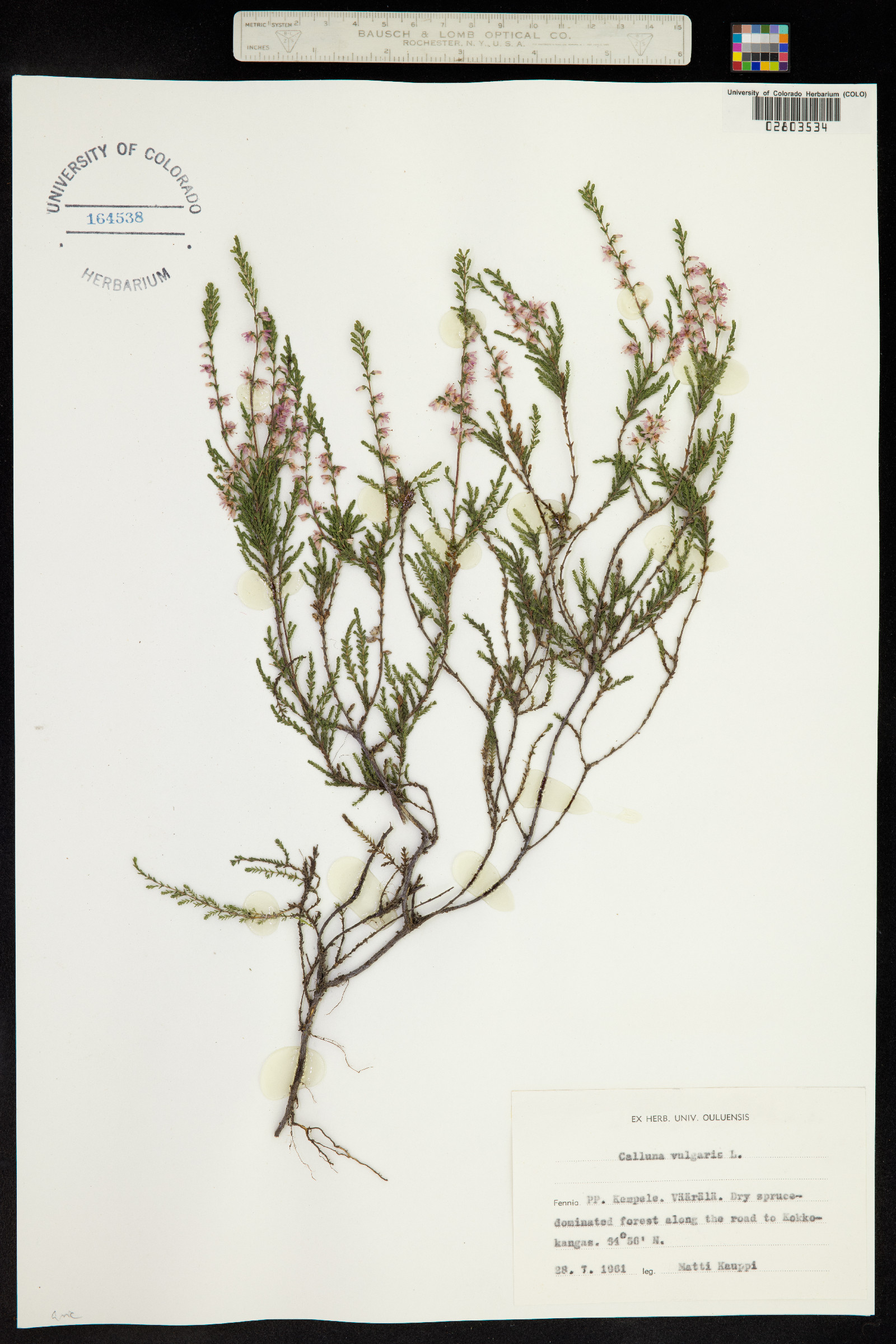 Calluna vulgaris image