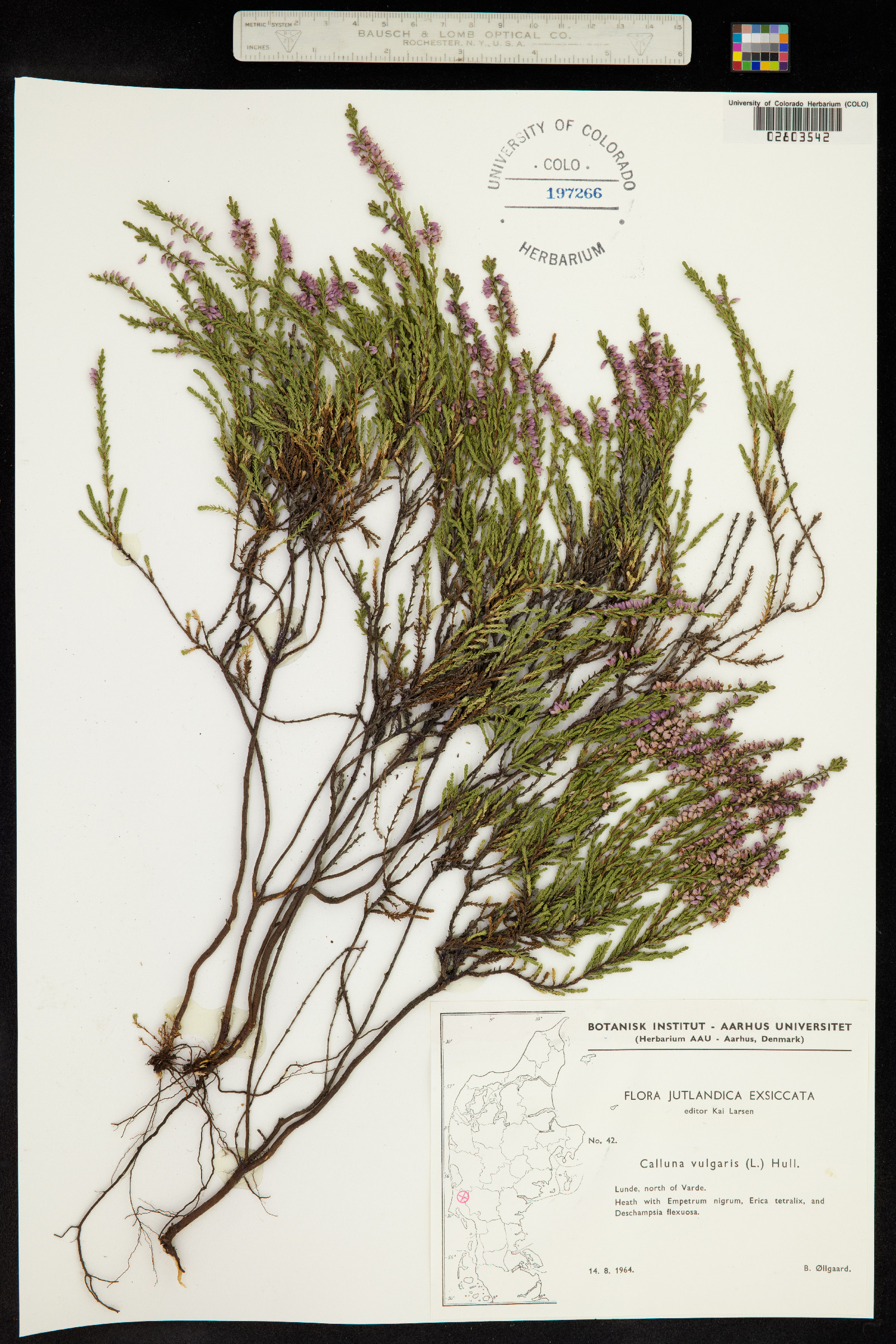 Calluna vulgaris image