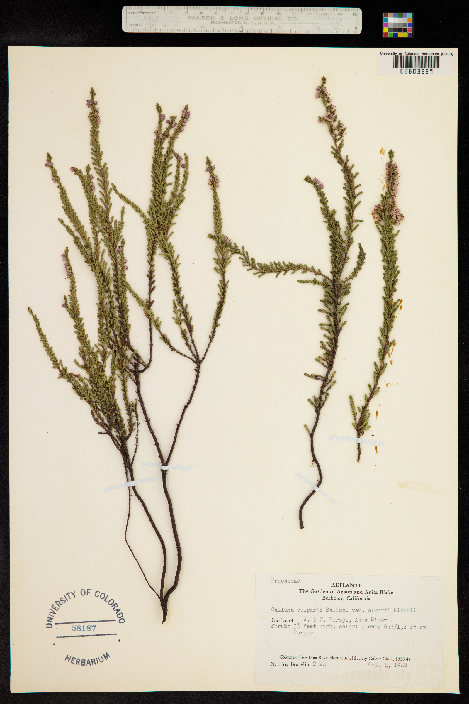 Calluna vulgaris image