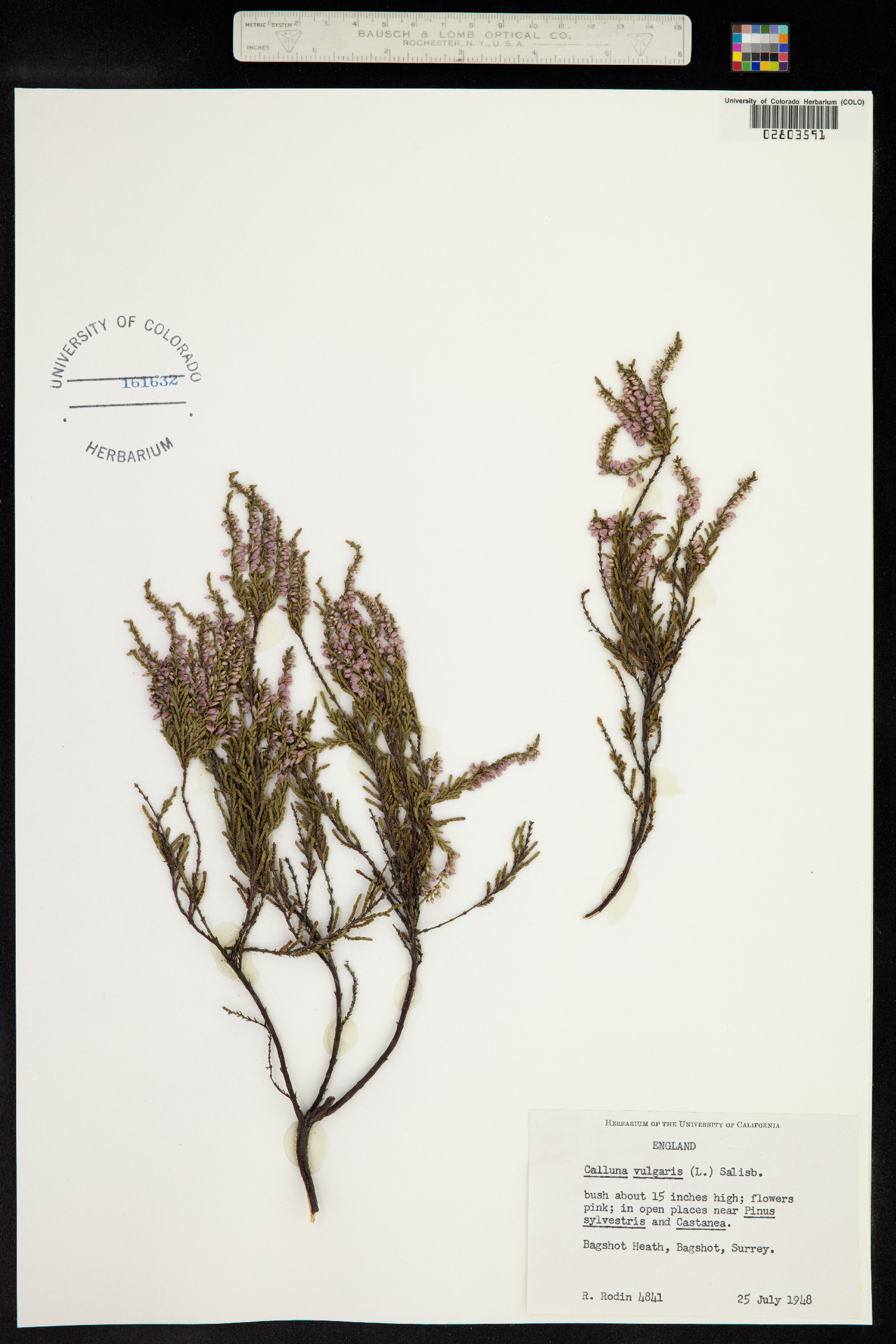 Calluna vulgaris image