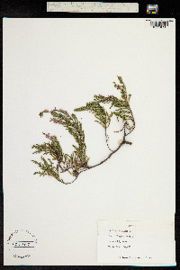 Calluna vulgaris image