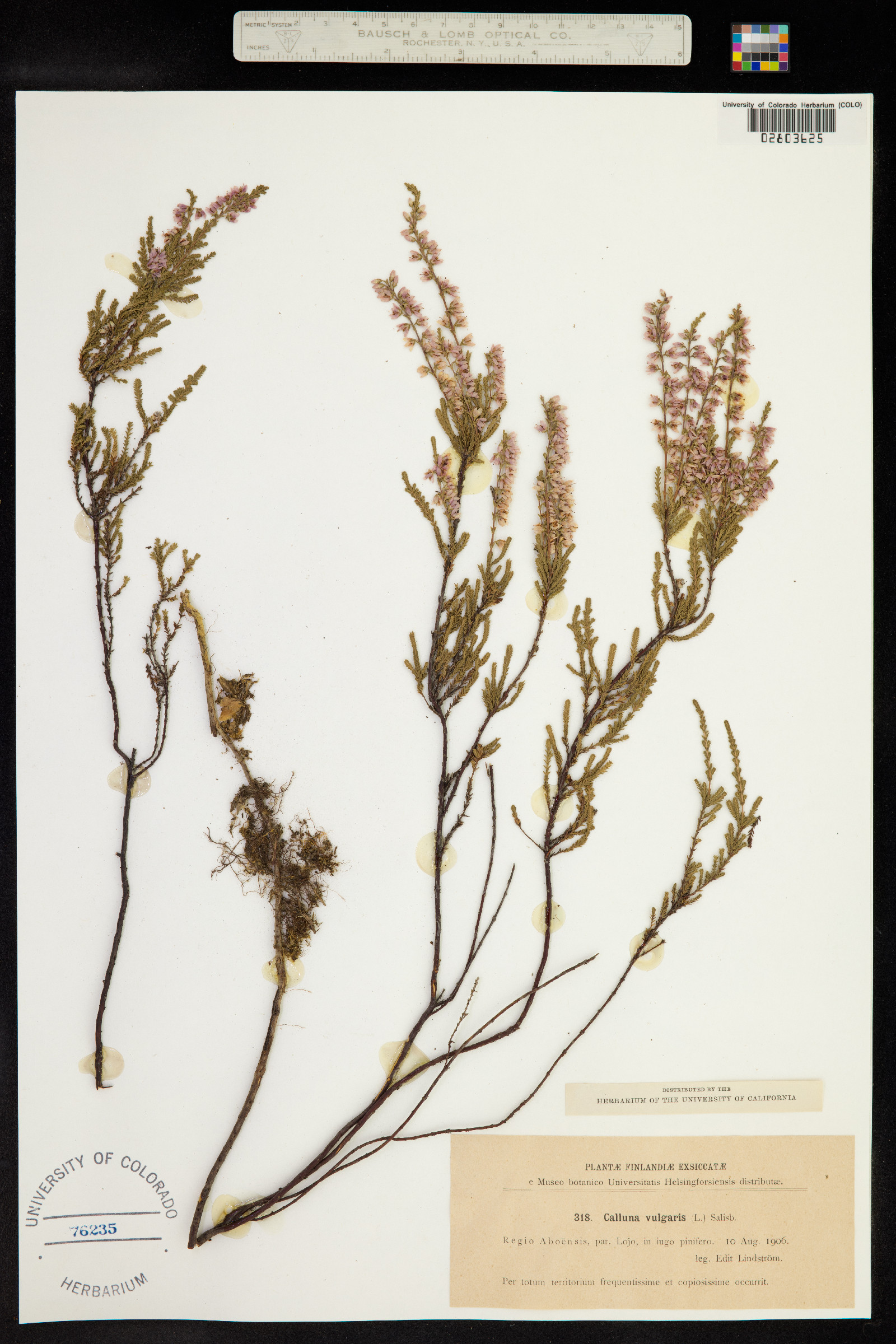 Calluna vulgaris image