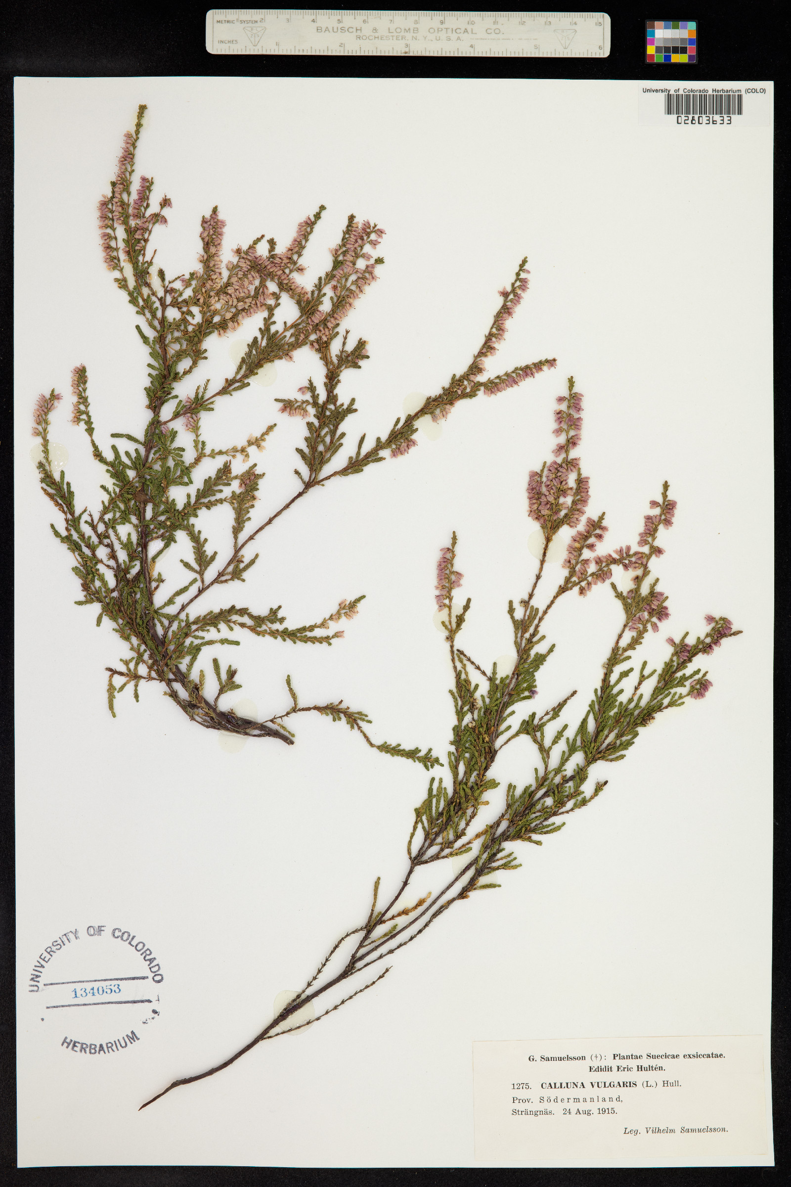 Calluna vulgaris image