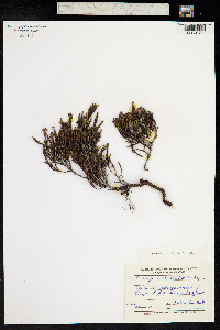 Cassiope ericoides image