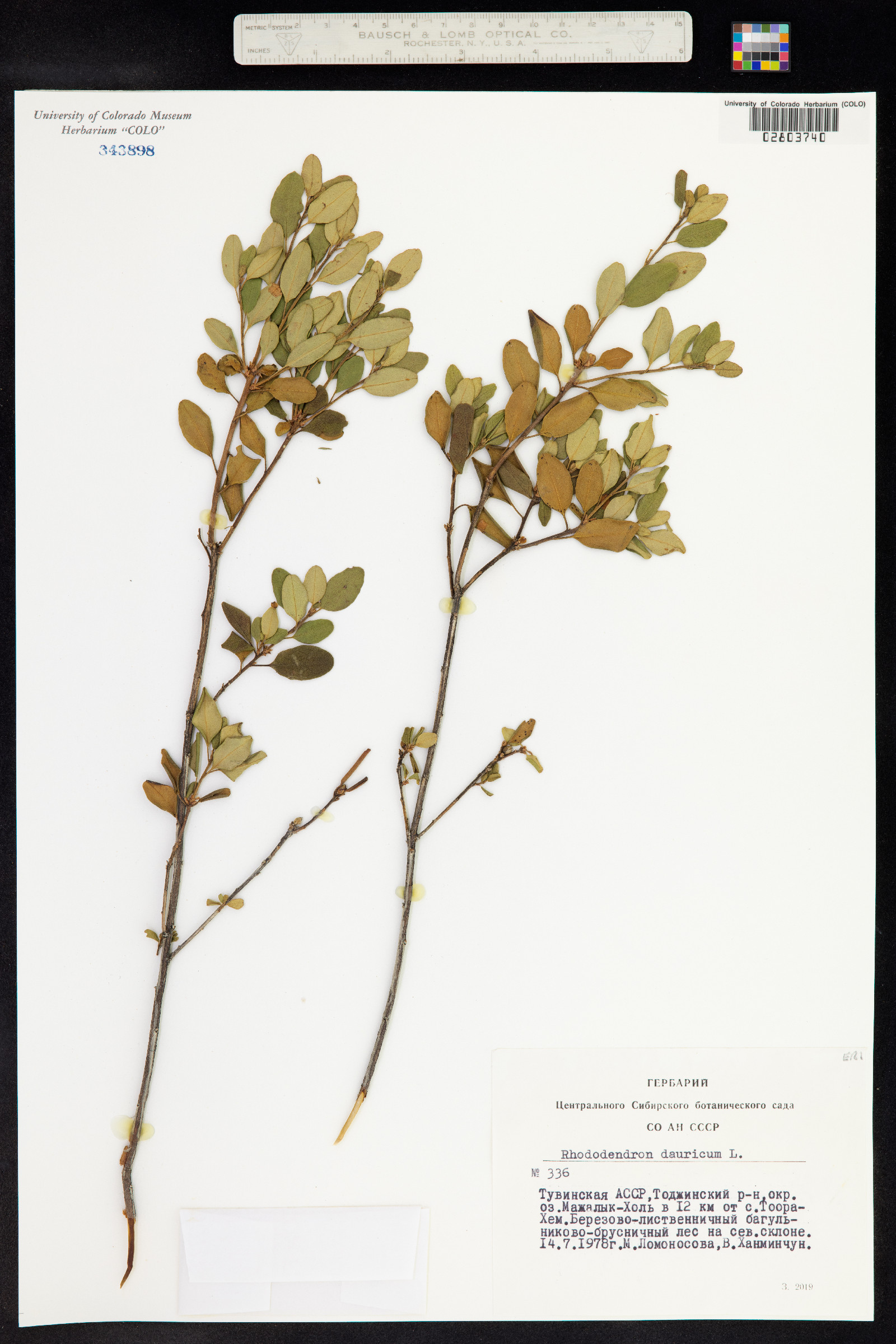 Rhododendron dauricum image