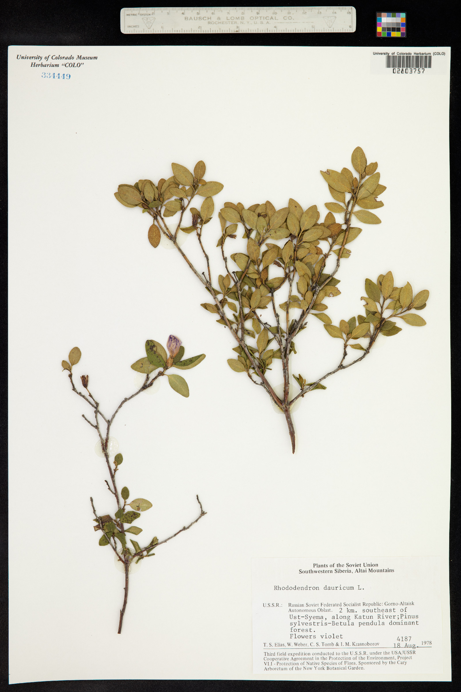 Rhododendron dauricum image