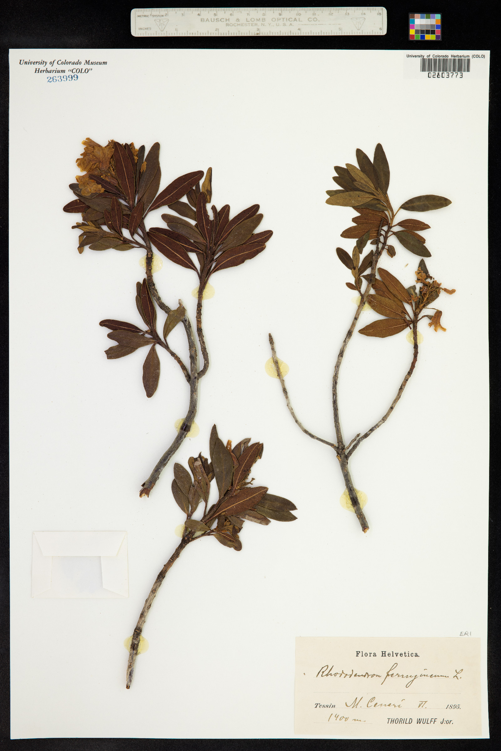 Rhododendron ferrugineum image