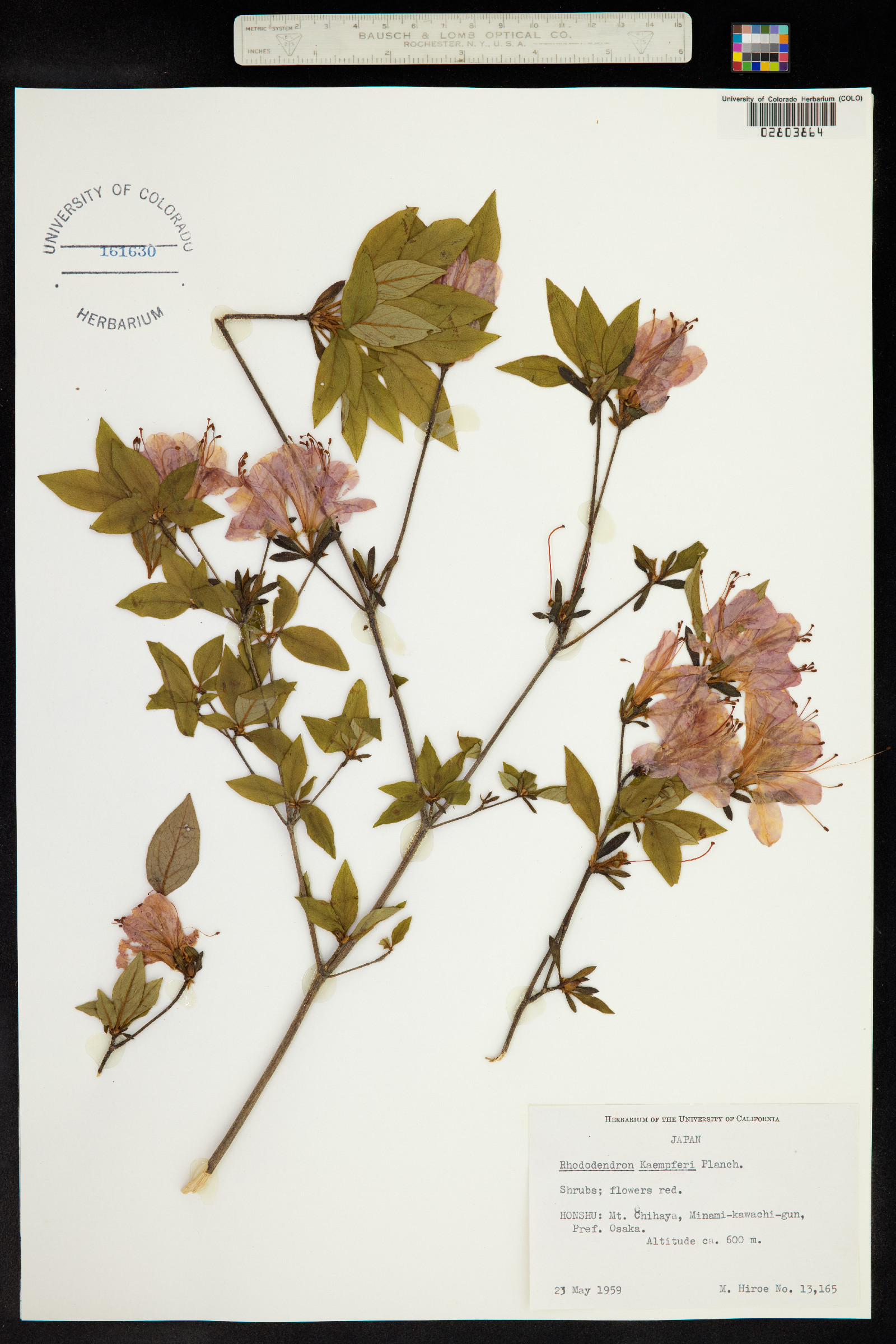 Rhododendron kaempferi image