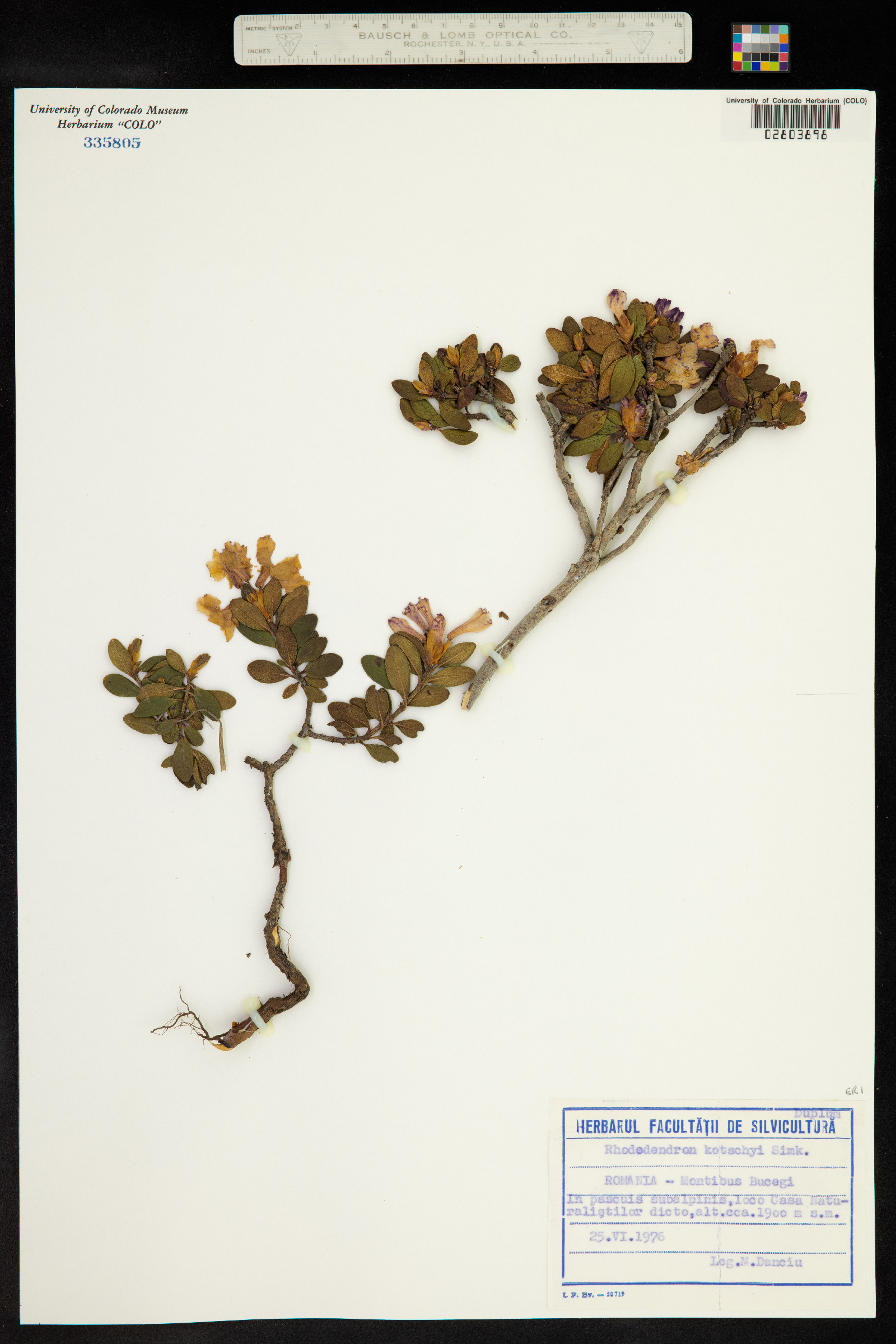 Rhododendron myrtifolium image