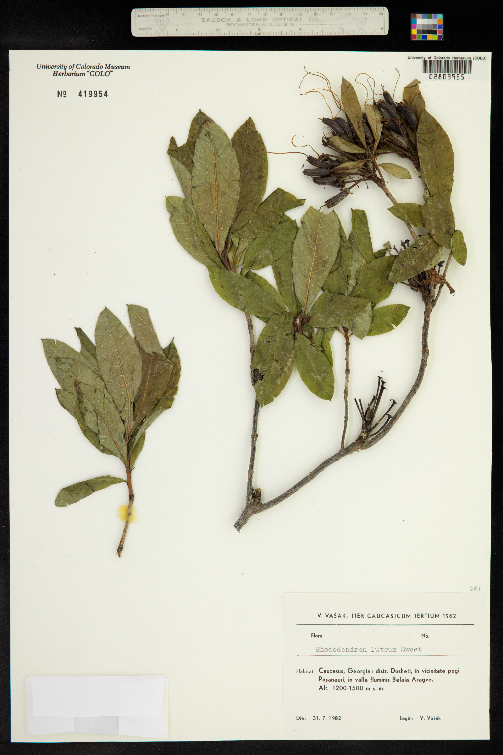 Rhododendron luteum image