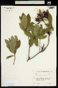 Rhododendron luteum image