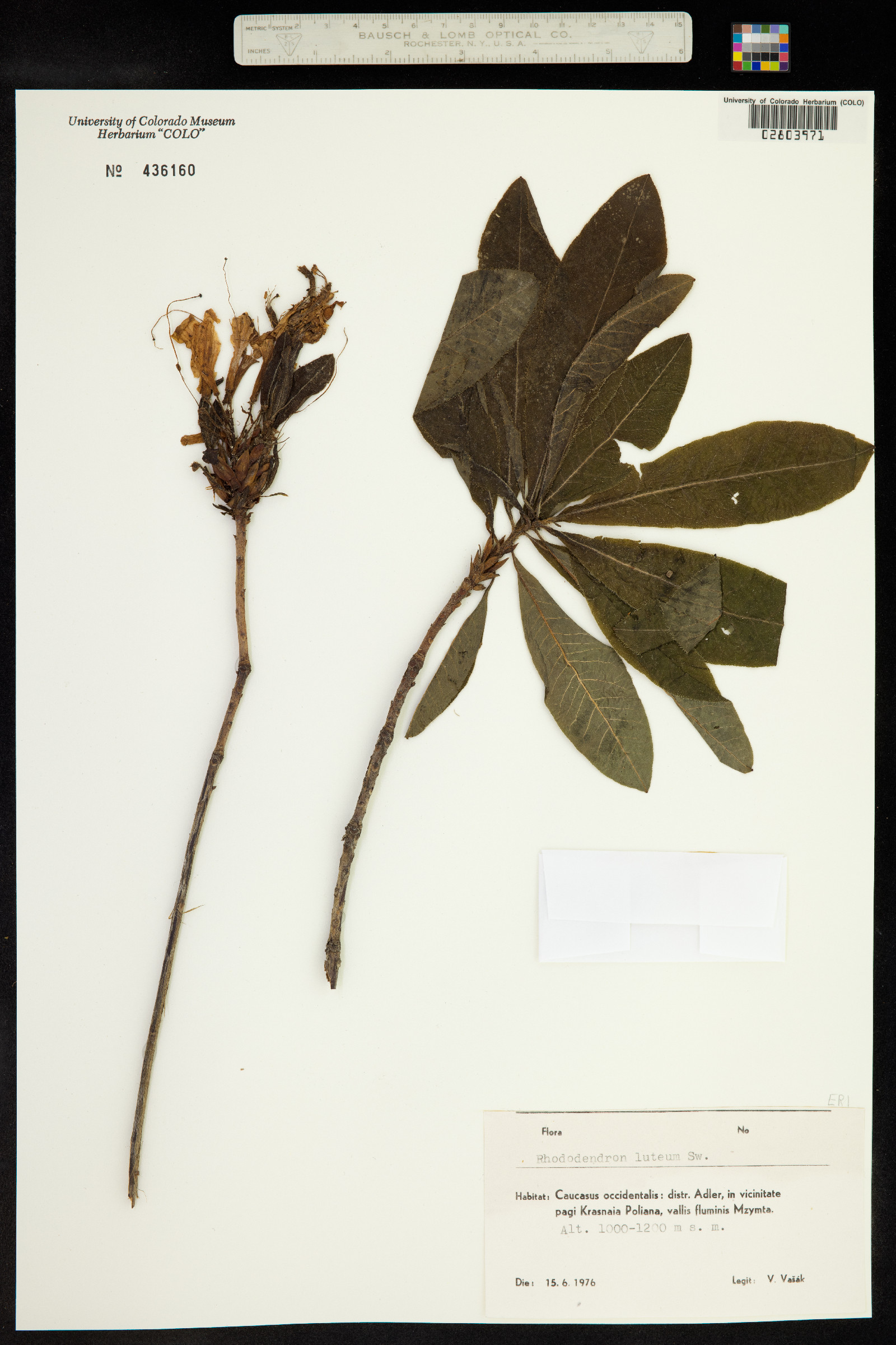 Rhododendron luteum image