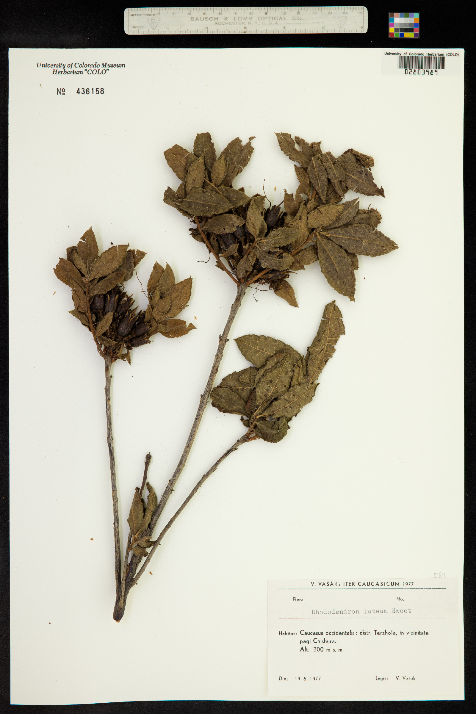 Rhododendron luteum image