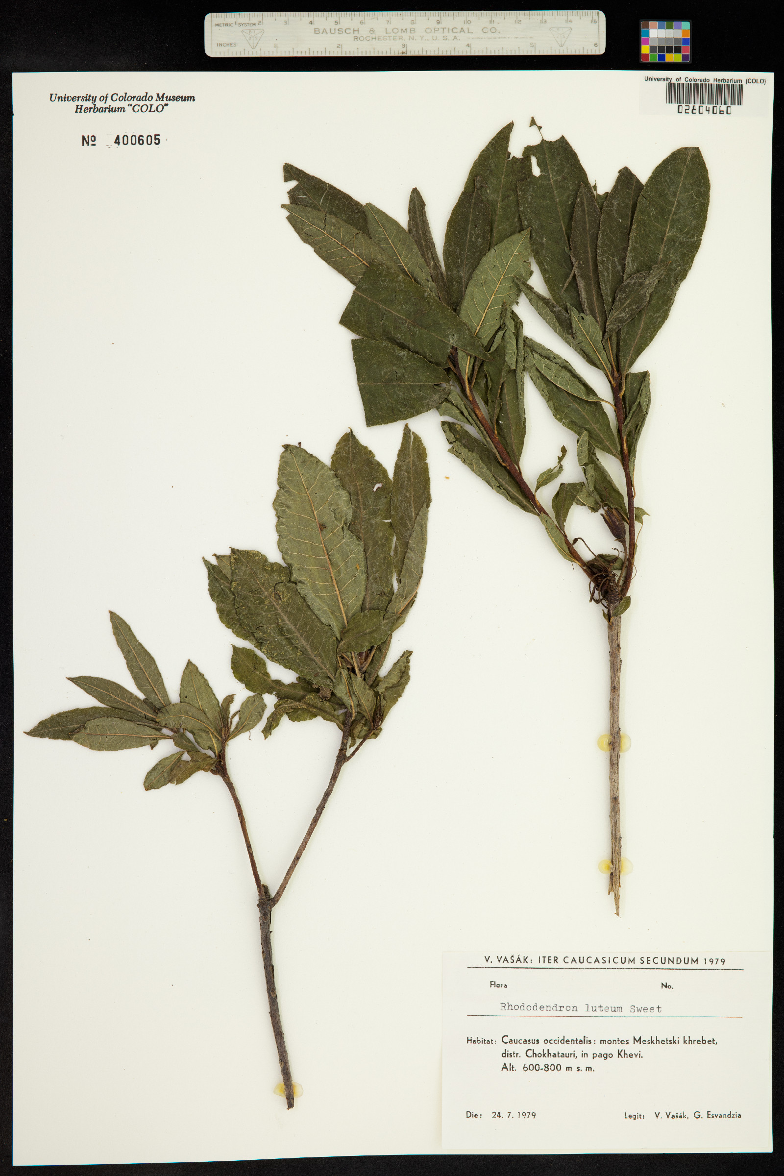 Rhododendron luteum image