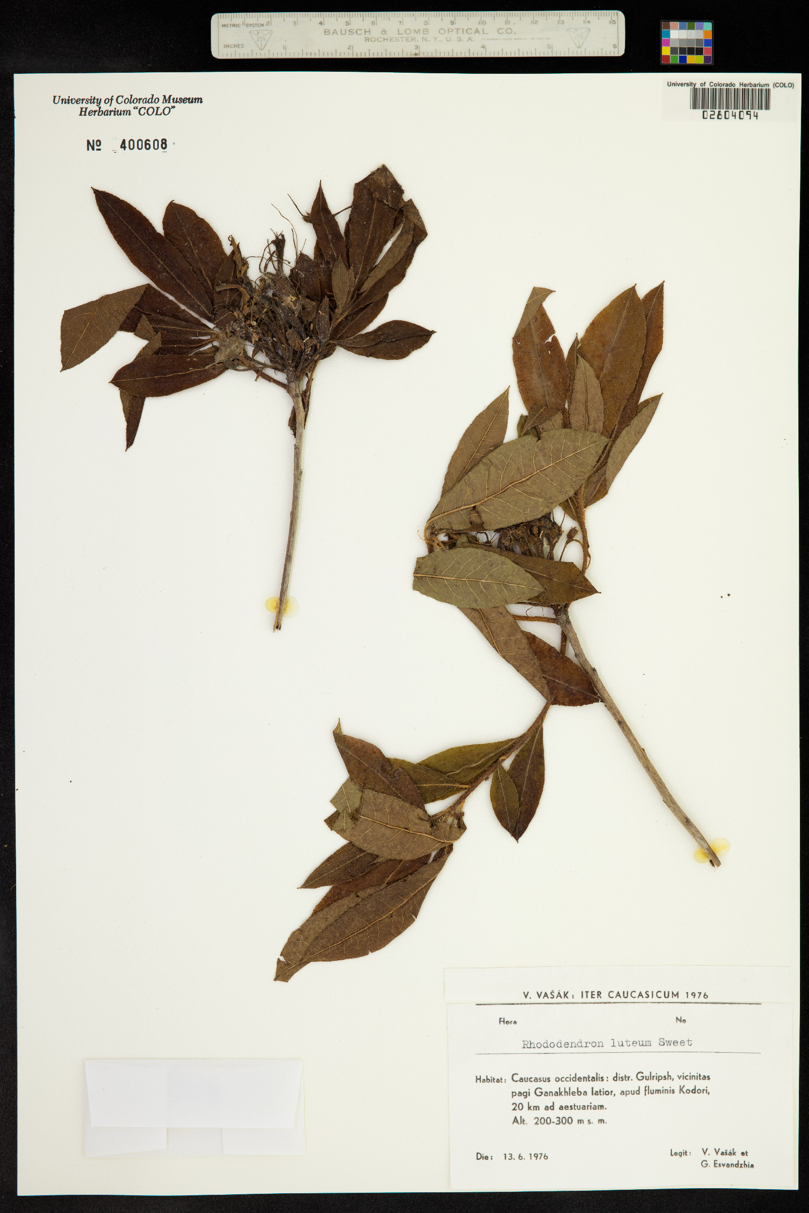 Rhododendron luteum image
