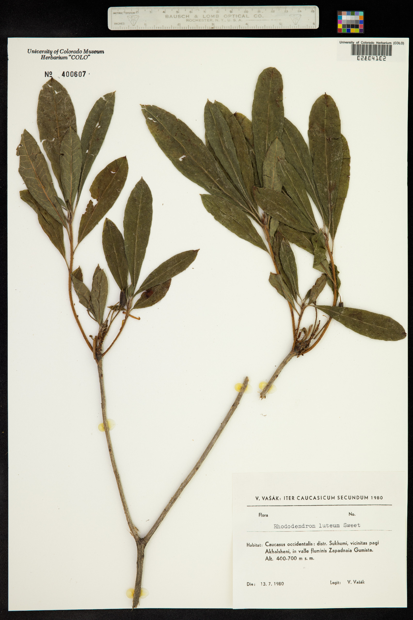 Rhododendron luteum image