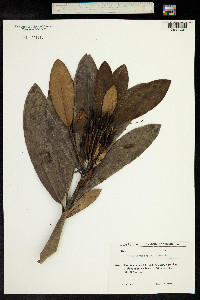 Rhododendron ponticum image