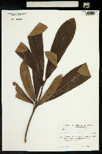 Rhododendron ponticum image