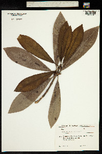 Rhododendron ponticum image