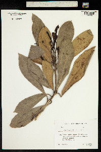 Rhododendron ponticum image