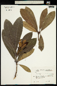 Rhododendron ponticum image