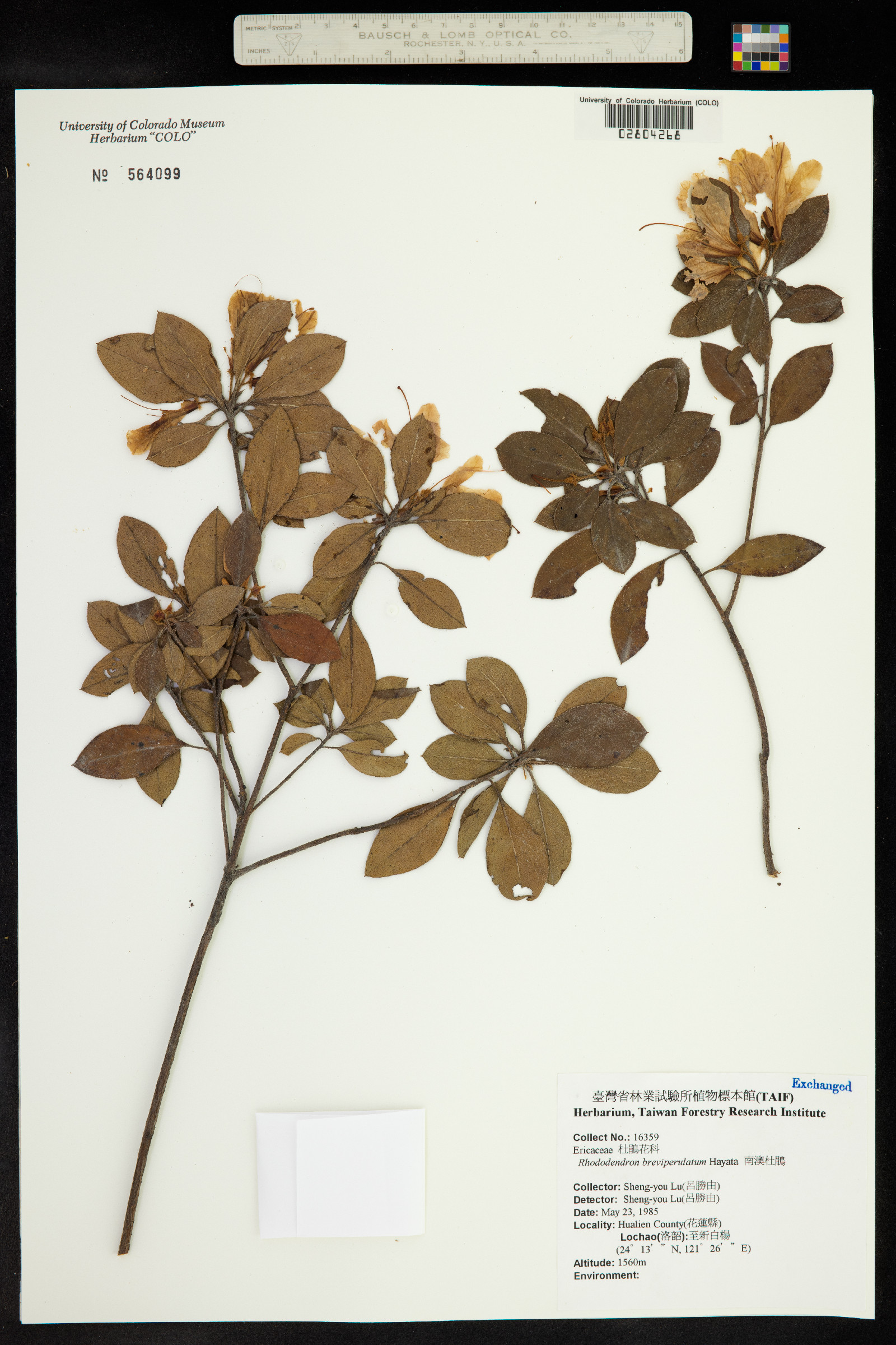 Rhododendron breviperulatum image