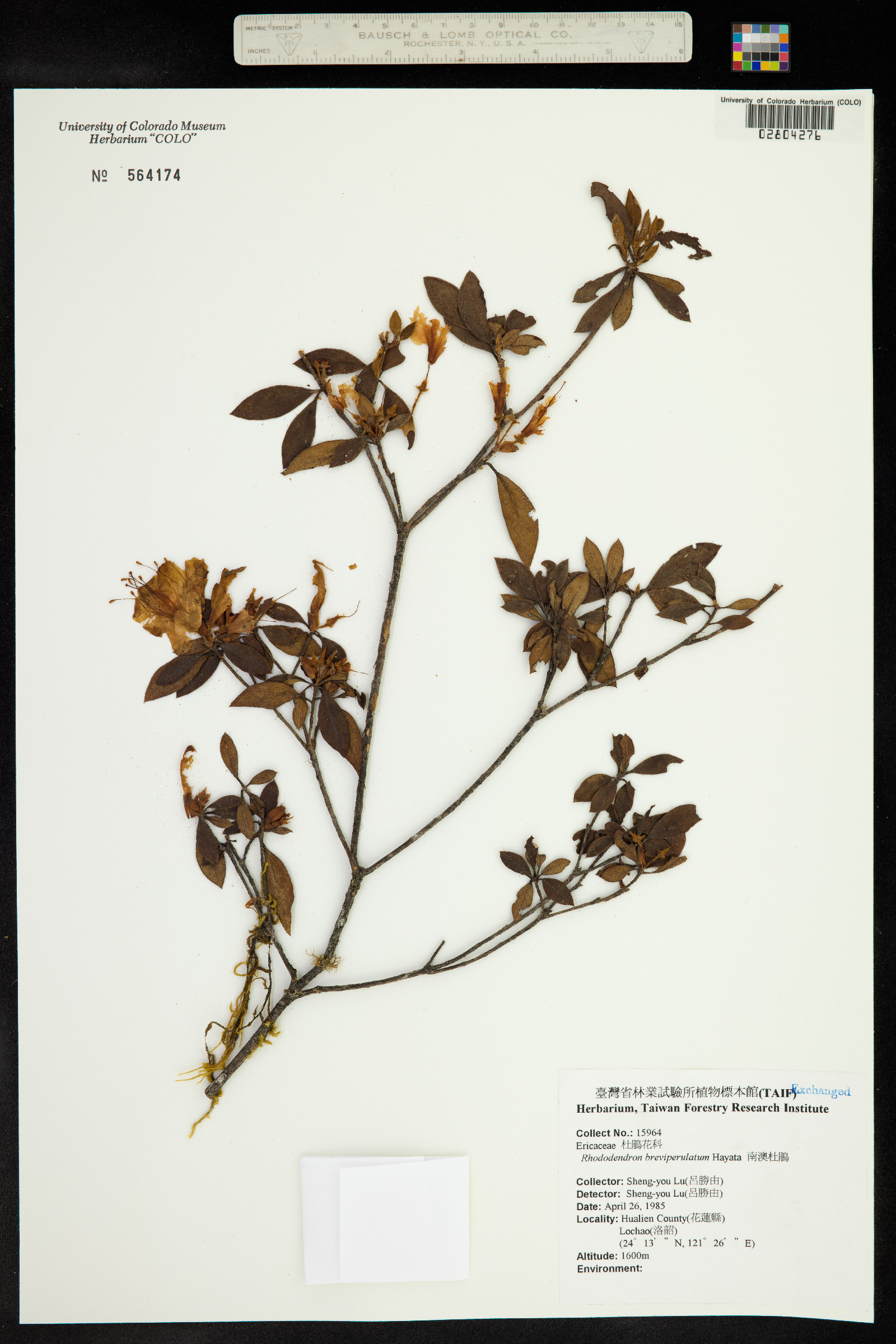 Rhododendron breviperulatum image