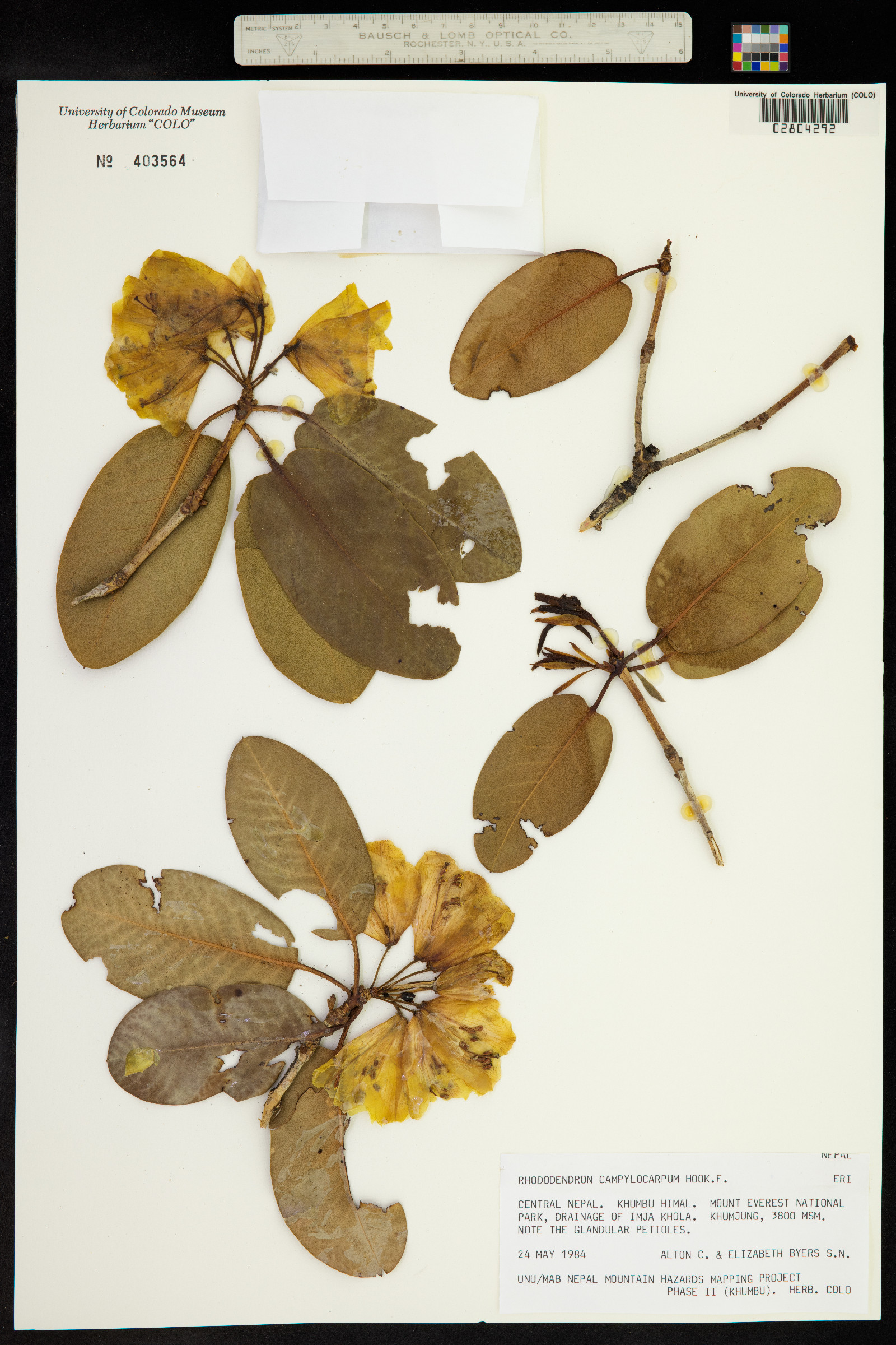 Rhododendron campylocarpum image