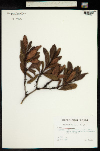 Image of Rhododendron aureum