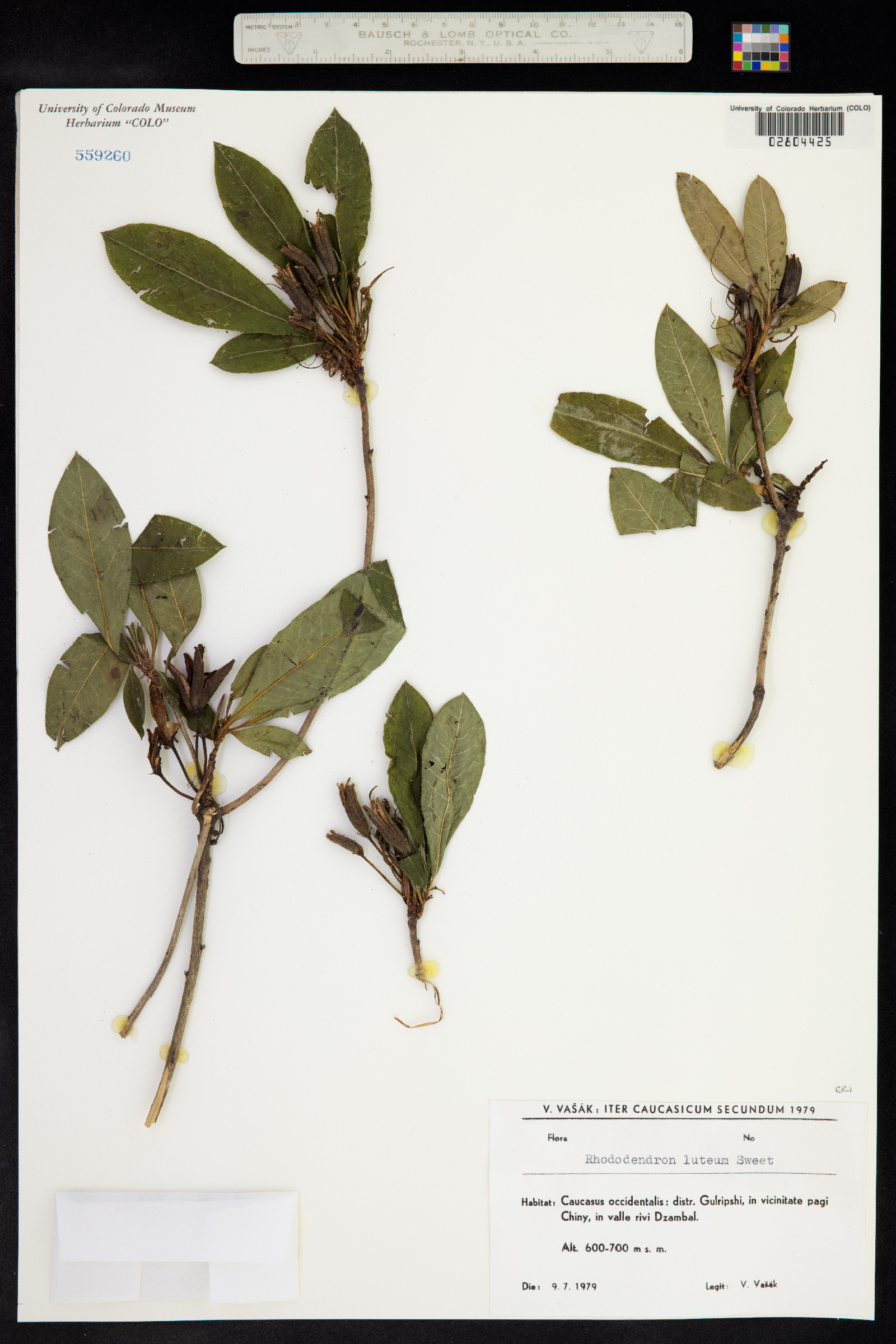 Rhododendron luteum image