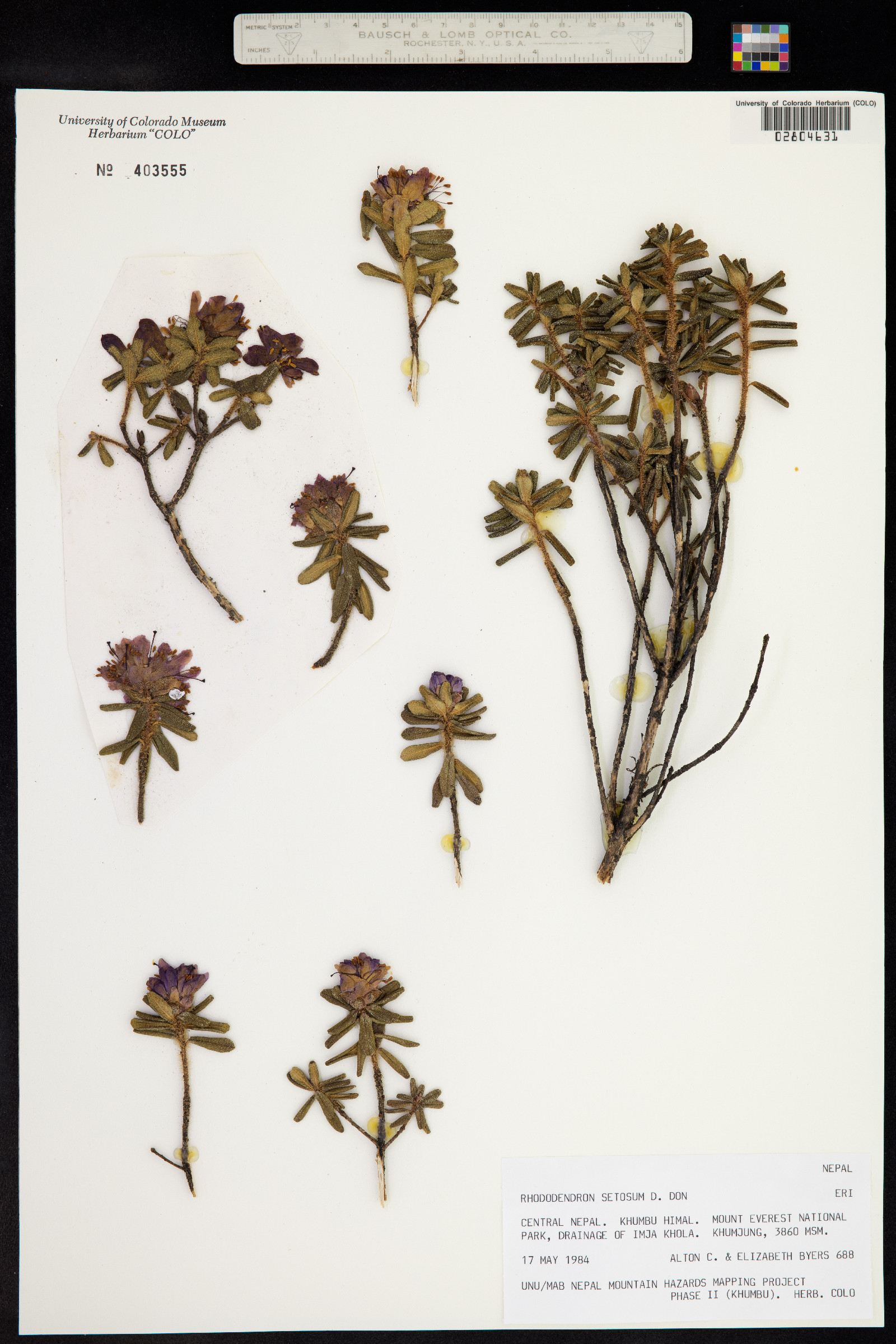 Rhododendron setosum image