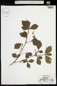 Elliottia paniculata image