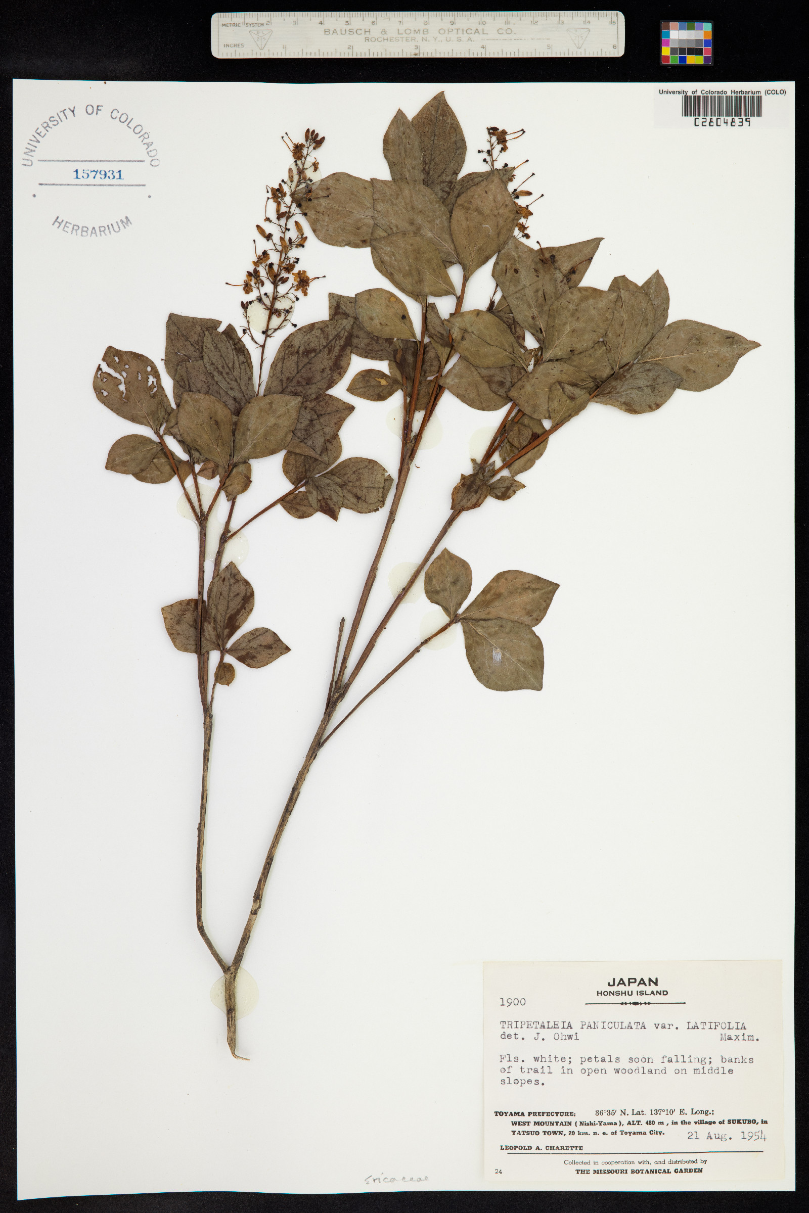 Elliottia paniculata image