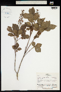 Elliottia paniculata image