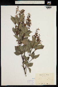 Elliottia paniculata image