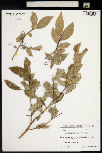 Vaccinium arctostaphylos image