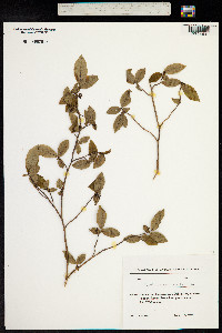 Vaccinium arctostaphylos image