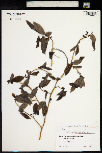 Vaccinium arctostaphylos image