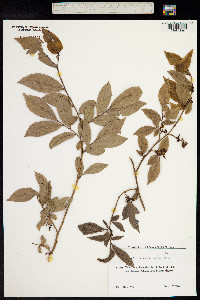 Vaccinium arctostaphylos image