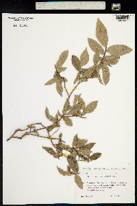 Vaccinium arctostaphylos image