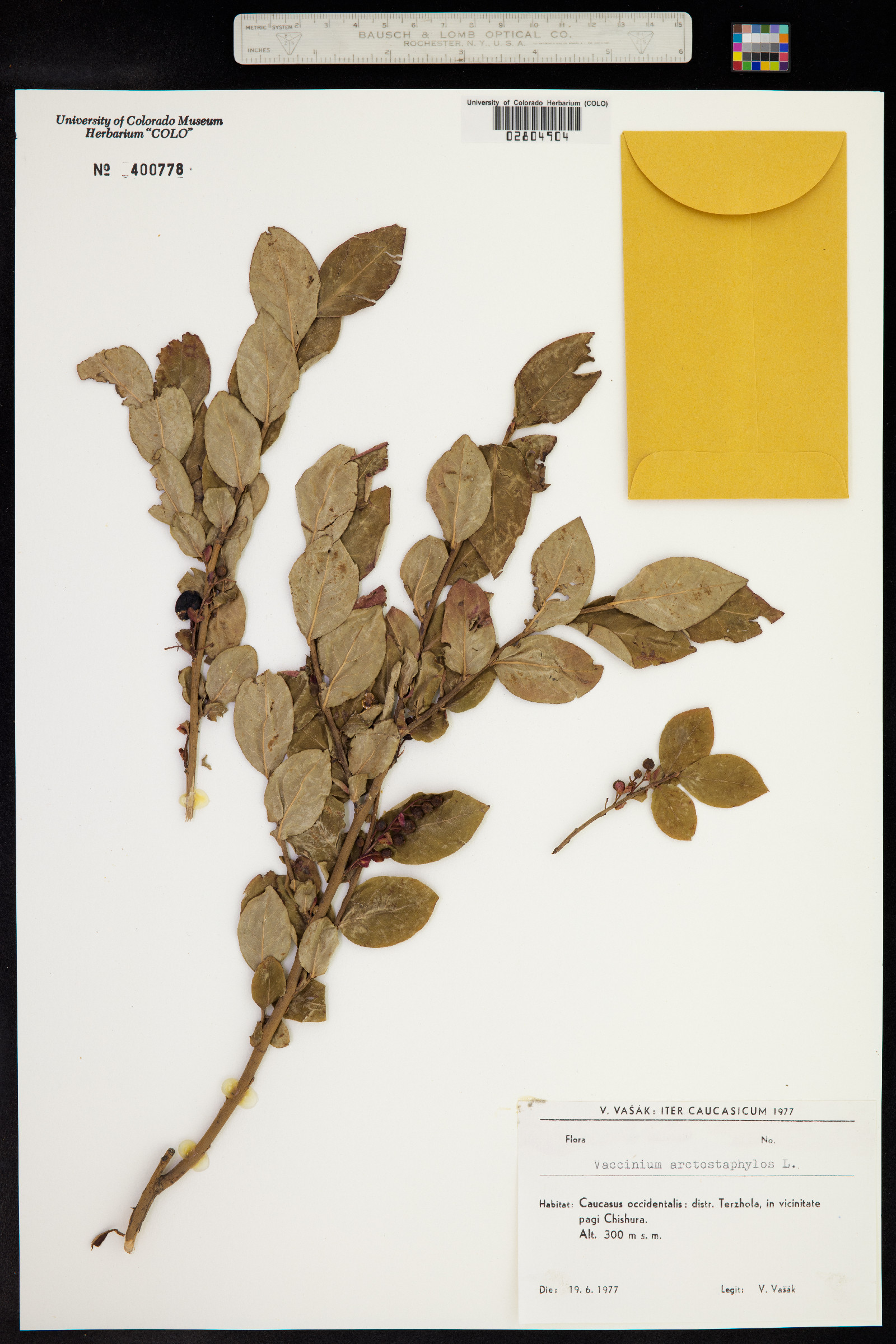 Vaccinium arctostaphylos image