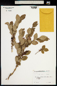 Vaccinium arctostaphylos image