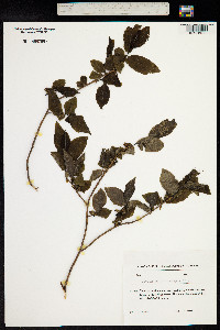 Vaccinium arctostaphylos image