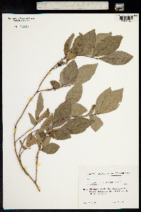 Vaccinium arctostaphylos image