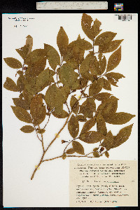 Vaccinium arctostaphylos image