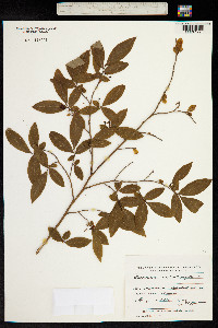 Vaccinium arctostaphylos image