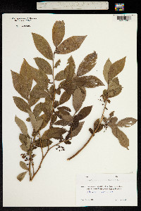 Vaccinium arctostaphylos image