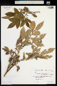 Vaccinium arctostaphylos image