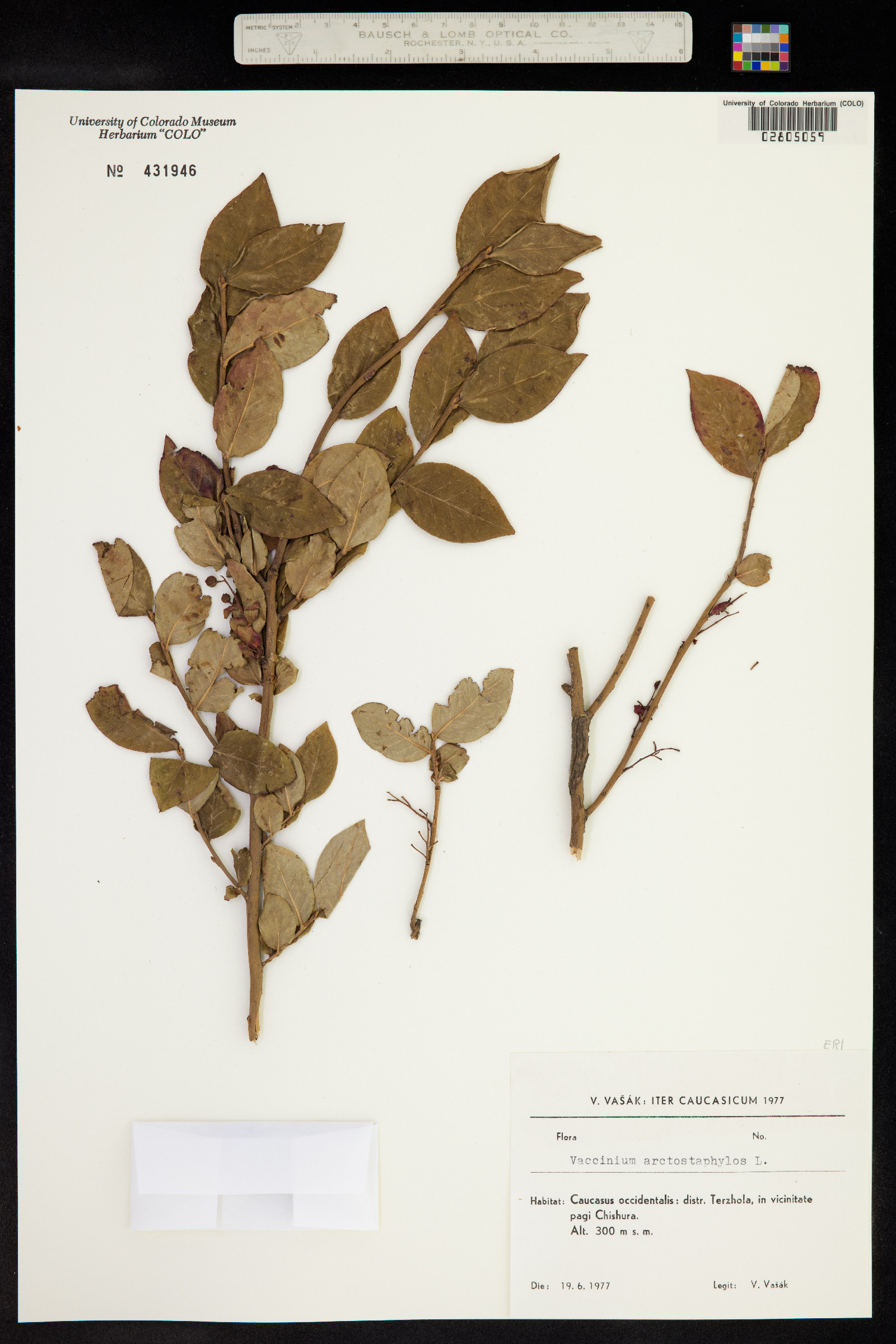 Vaccinium arctostaphylos image