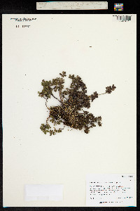 Vaccinium uliginosum image